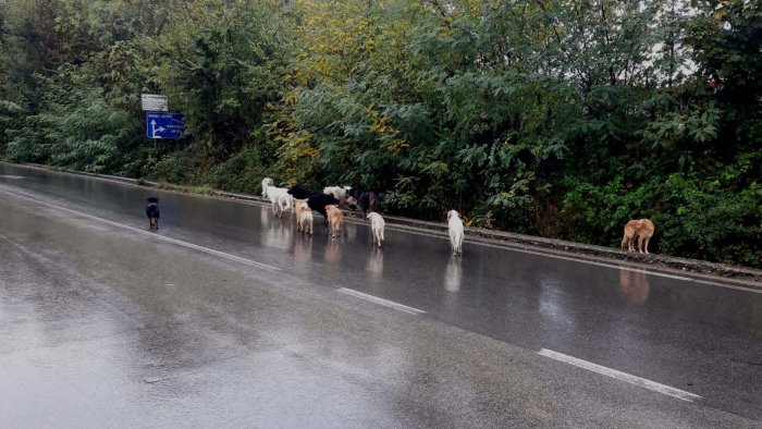 branco di cani su strada interviene la protezione civile