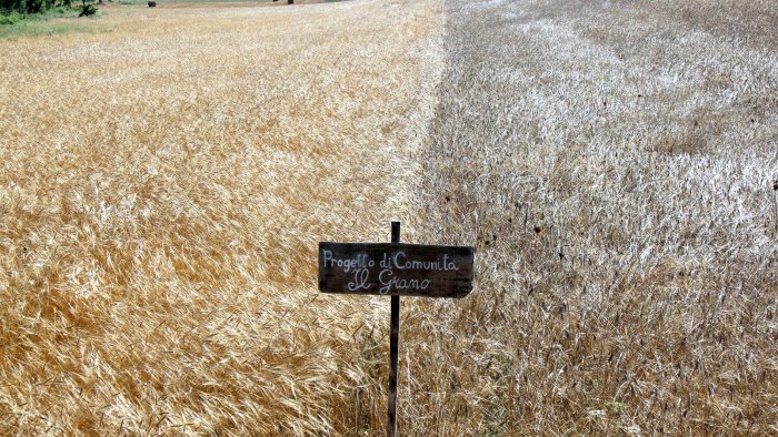 in irpinia il grano si autoproduce in comunita