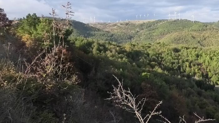 polpette al veleno continua la strage di volpi