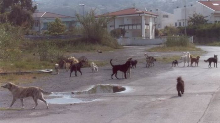 randagismo allarme a puglianello