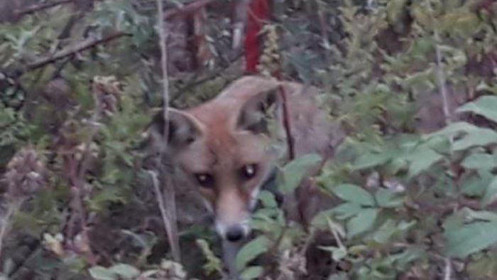 avellino spunta una volpe nel parco manganelli