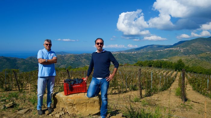 pollica prima vendemmia di serre di mulino a vento da sogno a realta