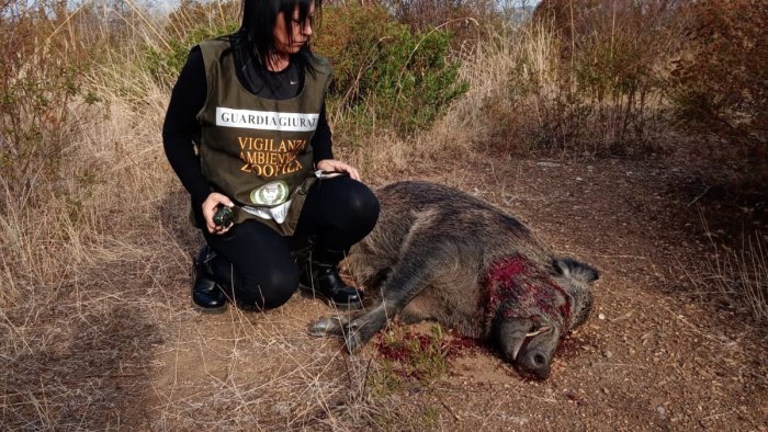 uccidono un cinghiale a pochi metri dalle abitazioni sanzionati