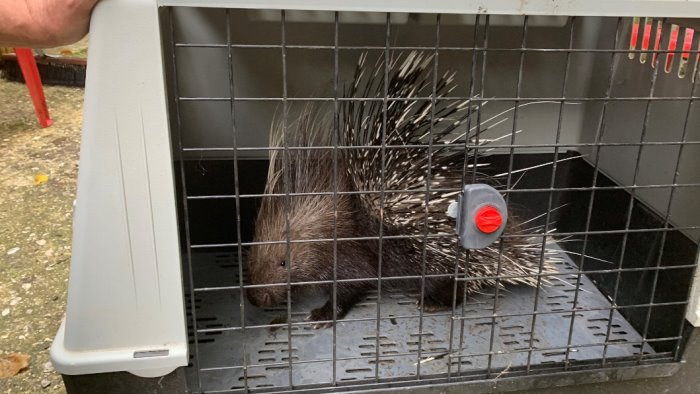 campagna cittadino trova istrice nel suo terreno liberato in natura