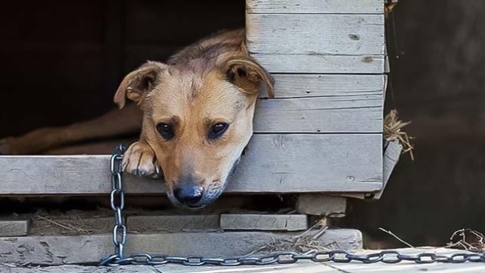 cani legati con le catene e in cattive condizioni igieniche multati proprietari