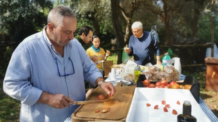 sorrento tre giorni di raccolta delle olive nel fondo comunale regina giovanna