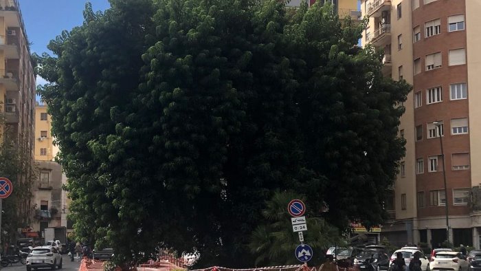 napoli un nuovo appello dal vomero salvate l albero monumentale