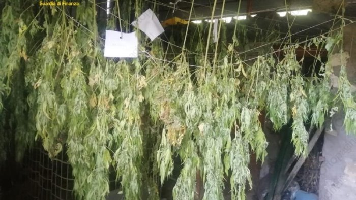 oltre 300 piante di marijuana e 4 chili di hashish sequestrati dalla finanza