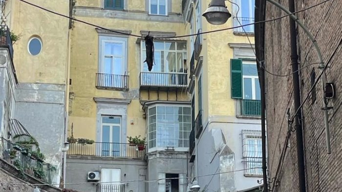 un topo morto appeso ad un cavo accade in pieno centro a napoli