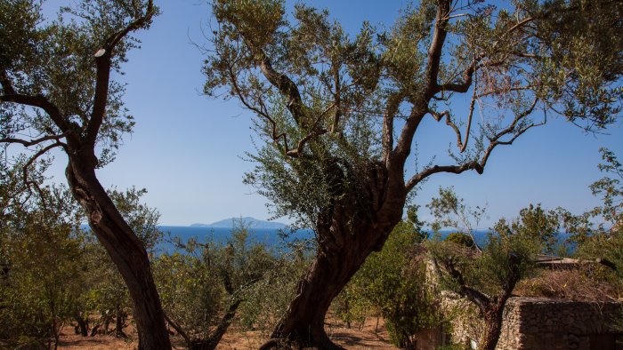 anacapri la giornata nazionale della camminata tra gli olivi