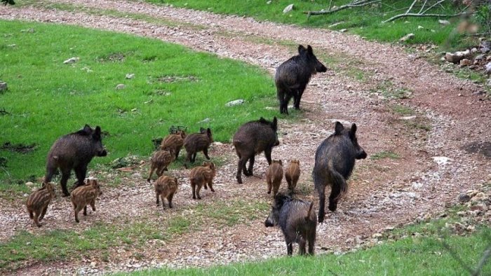 emergenza cinghiali nel cilento comune stanzia risorse per gli indennizzi