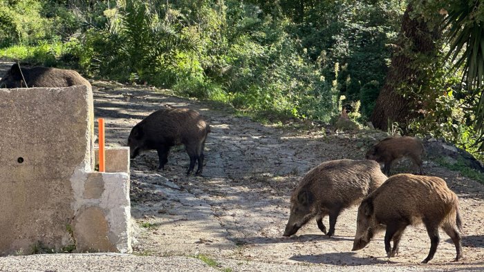 cilento cinghiali in pieno giorno nei centri abitati cittadini esasperati