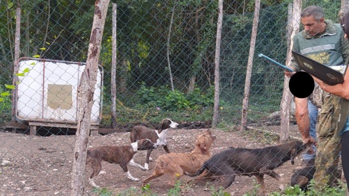 operazione coda libera cani tenuti in condizioni di degrado scattano sanzioni