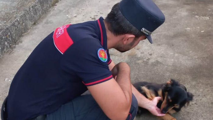 somministrano vaccini contraffatti a cuccioli di cane scoperti falsi veterinari