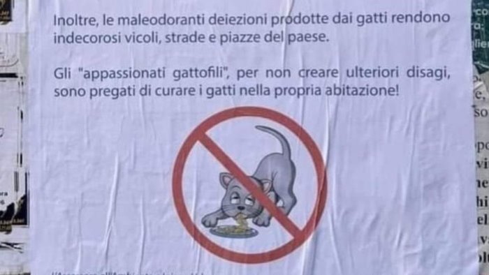 no cibo a gatti randagi polemica sul manifesto a cetara comune fa chiarezza