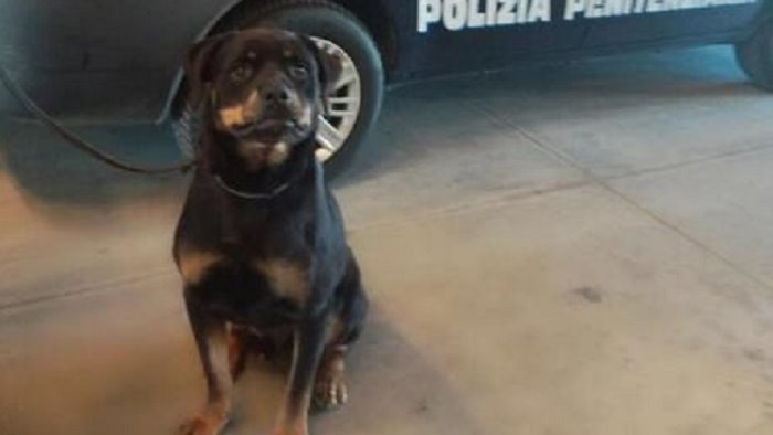 da avellino a carinola il cane spike non perdona preso ai colloqui con la droga