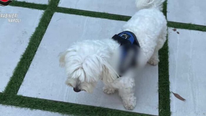 boss tradito dal cagnolino scarcerata la compagna