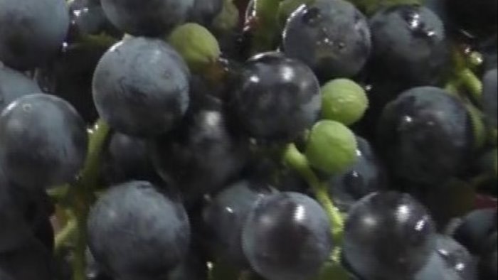 l uva scarseggia ladri nei vigneti in irpinia