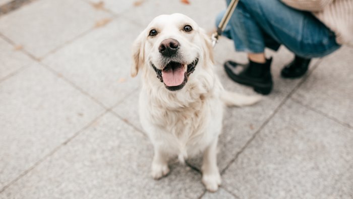 napoli giardini di palazzo reale vietati ai cani e noi protestiamo