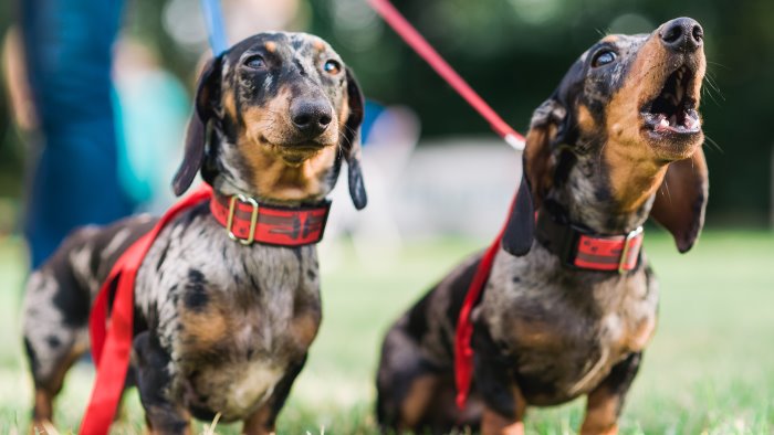 napoli cani in piazza vogliamo entrare anche noi a palazzo reale