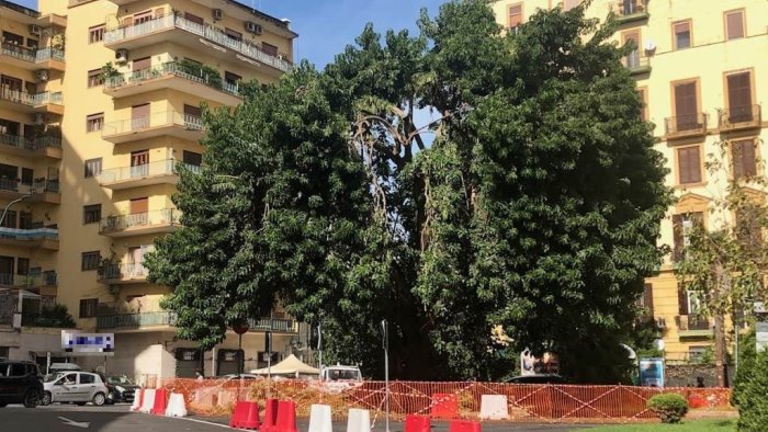 napoli piazza degli artisti nuovo appello per l albero monumentale