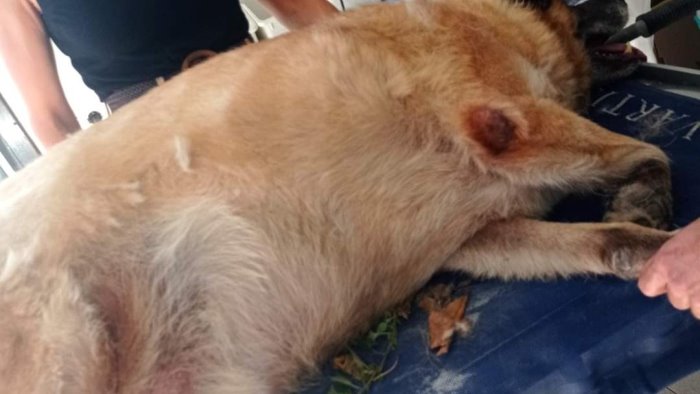 piccola disavventura per pippo il cane degli avellinesi serve solo amore