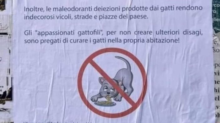 niente cibo ai gatti randagi monta il caso sul manifesto in costiera