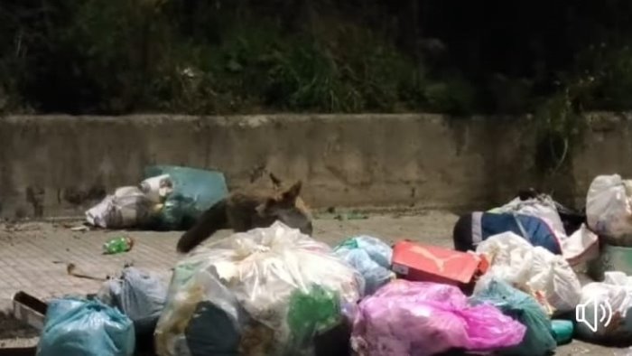 borrelli una volpe tra i rifiuti a napoli alla ricerca di cibo