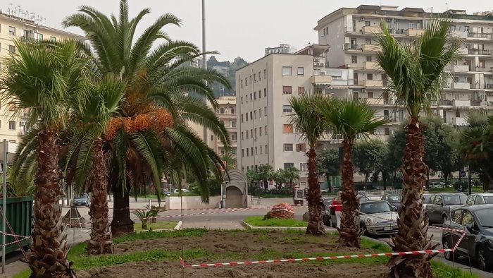 napoli via alla piantumazione tornano le palme in viale augusto