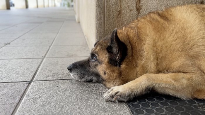 avellino il cane di quartiere pippo e stato ritrovato e vivo e sta bene