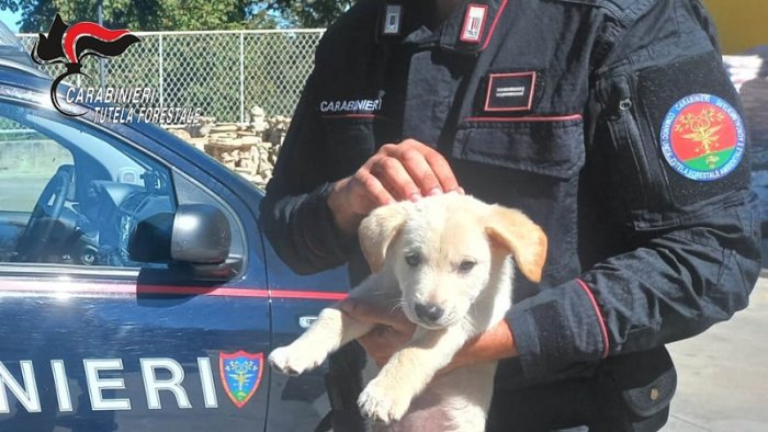 montella traffico illecito di animali da compagnia denunciato un commerciante