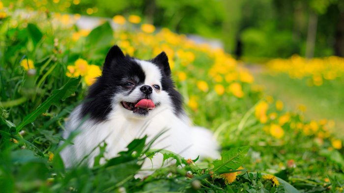 investe deliberatamente un cane e lo uccide un medico a giudizio