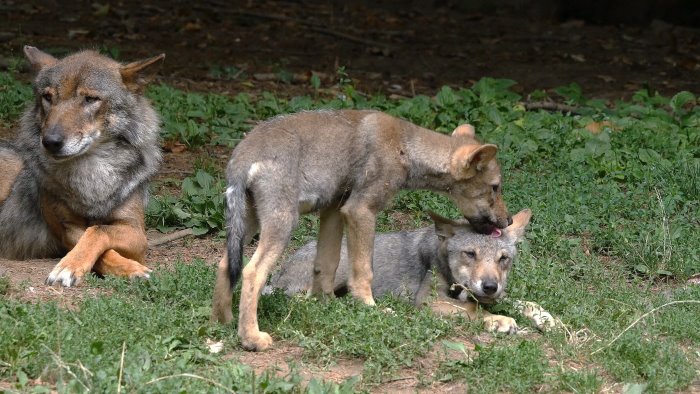 proposta cacciata di lupi e orsi dice si il 98 ecco cosa accradra adesso