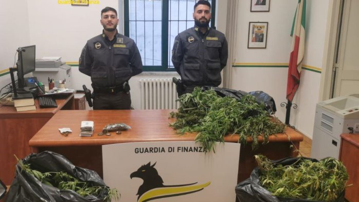 piantagione di marijuana sul terrazzo di casa blitz della finanza