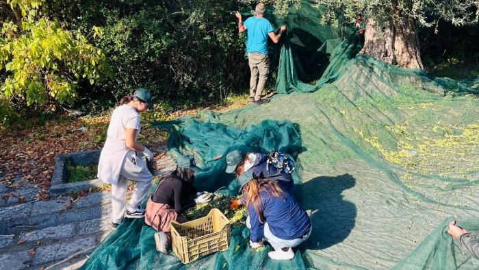 ex terra felix primo olio di oliva sociale con il marchio san giorgio a cremano