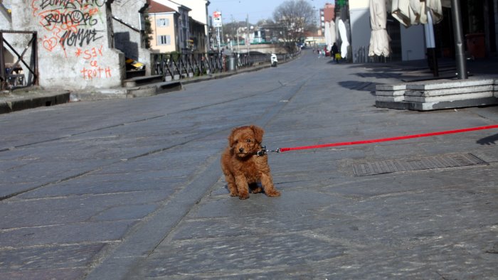 cane cade dal balcone e muore condannato proprietario