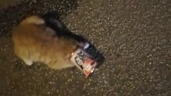 gatto incastrato in un barattolo un vigilantes lo salva