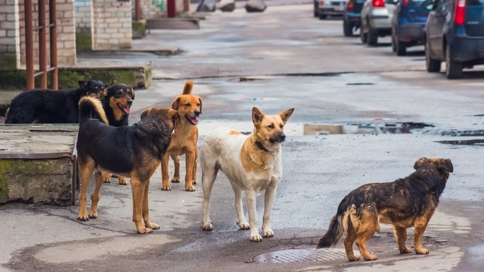 avellino randagismo cani e gatti convocato consiglio comunale straordinario