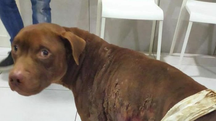 cane legato ad un palo e dato alle fiamme orrore in campania