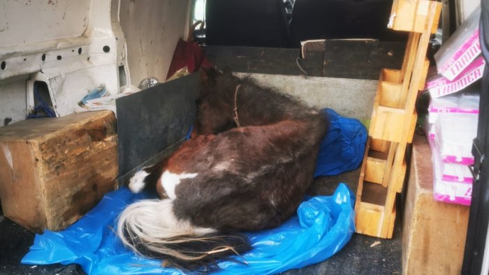 pony abbandonato e malnutrito salvato in montagna