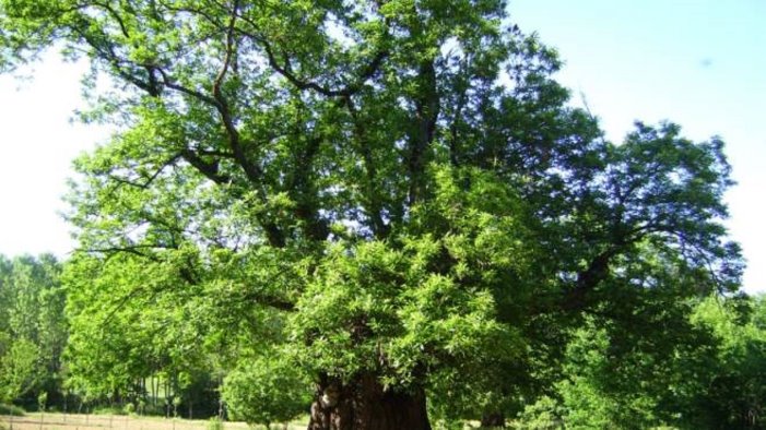 ambiente europa verde si a piantumazione di 1 milione di alberi in campania