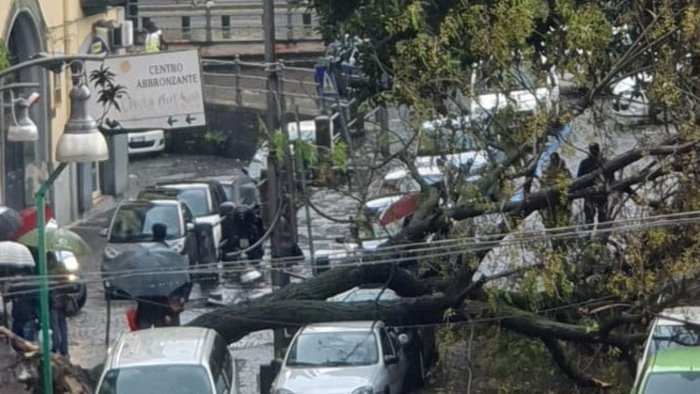 borrelli il verde a napoli e vera emergenza