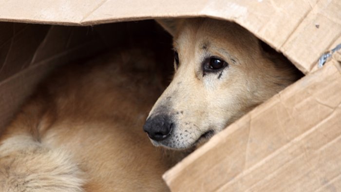 cani uccisi a colpi di pistola in paese orrore nei pressi della scuola