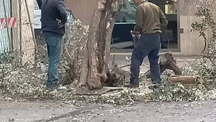 verde pubblico a salerno celano presentata denuncia per albero tagliato