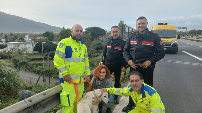 automobilista e cantonieri salvano cane vagava in autostrada