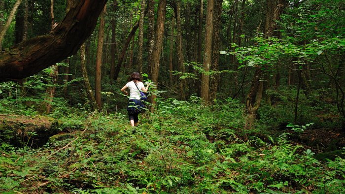 il villaggio infestato di aokigahara la foresta dei suicidi in giappone