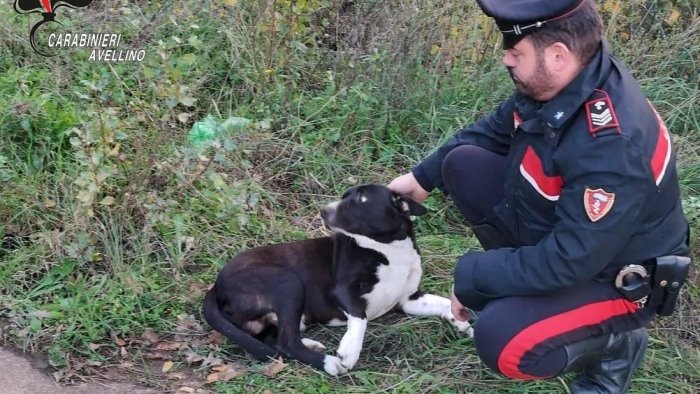cane rischia di essere investito sulla statale salvato dai carabinieri