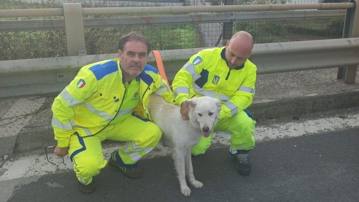 cucciola abbandonata sulla statale a napoli si cerca il proprietario