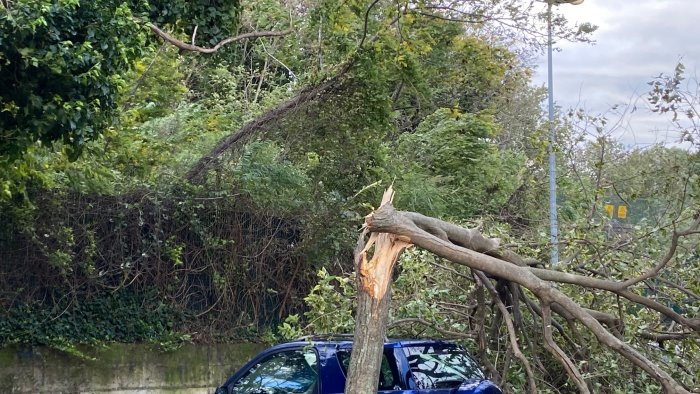 pioggia e forte vento a salerno diversi alberi caduti in citta