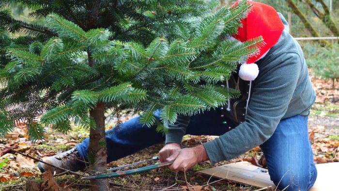 napoli rubano albero natale ma vengono aggrediti dai proprietari